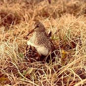 Pectoral Sandpiper